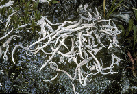 Thamnolia subuliformis image