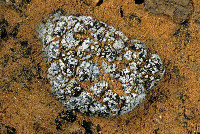 Thalloidima sedifolium image