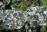 Image of Trapeliopsis granulosa