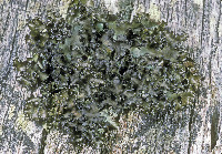 Tuckermanopsis ciliaris image