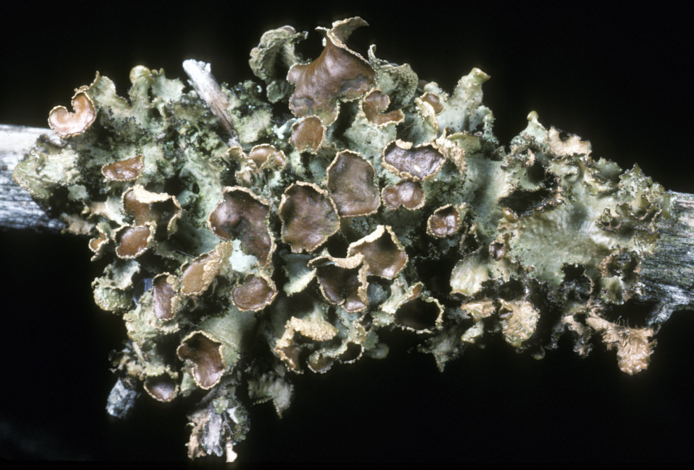 Tuckermanopsis orbata image