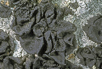 Umbilicaria deusta image