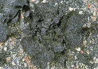 Umbilicaria hyperborea image