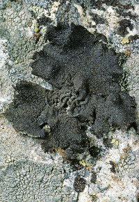 Umbilicaria hyperborea image