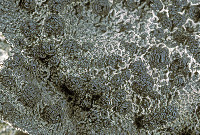 Umbilicaria proboscidea image