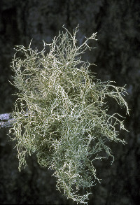 Image of Usnea subfloridana