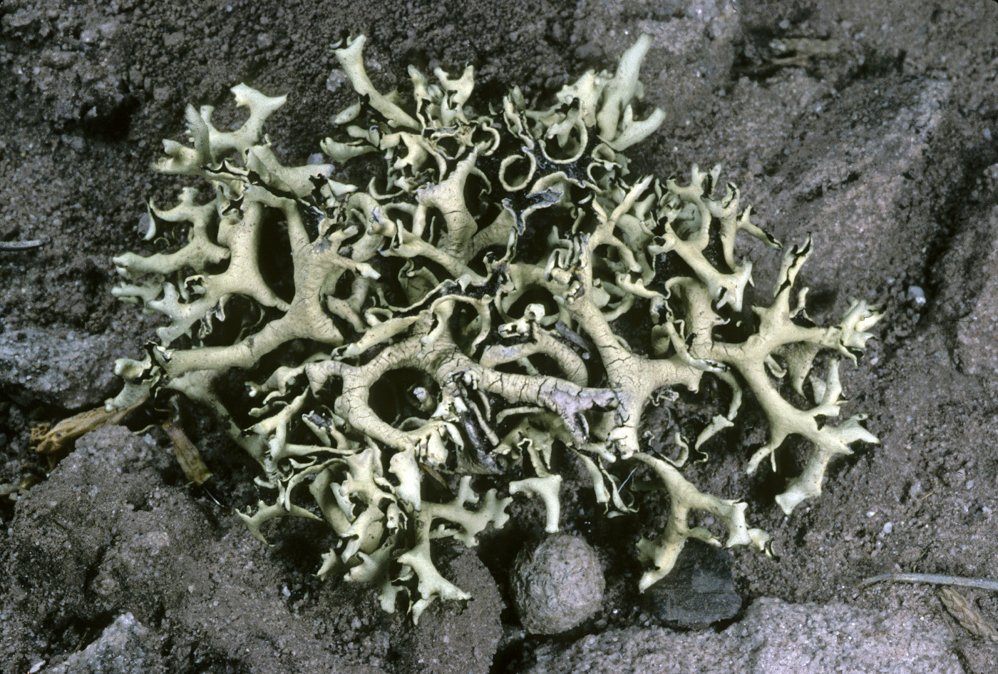 Xanthoparmelia chlorochroa image