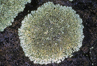 Image of Xanthoparmelia conspersa