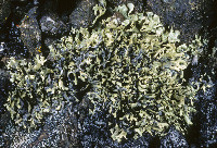 Xanthoparmelia stenophylla image