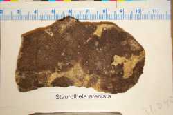 Staurothele areolata image