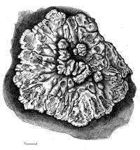 Placopsis gelida image