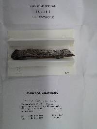 Calicium abietinum image