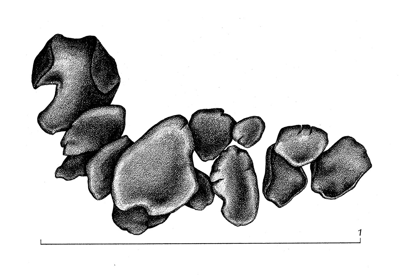 Catapyrenium squamulosum image