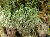 Ramalina intermedia image