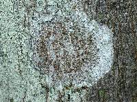 Lecanora allophana image