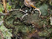 Peltigera lepidophora image