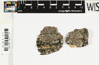 Pyrenula occidentalis image
