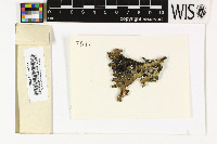 Pseudocyphellaria intricata image