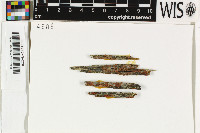 Pycnora xanthococca image