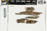 Pycnora xanthococca image