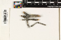 Lecidella euphorea image