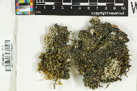 Parmeliella corallinoides image