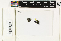 Phaeophyscia nigricans image