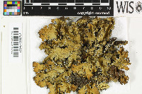 Pseudocyphellaria coriifolia image
