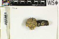 Ramalina pollinaria image