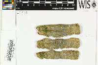 Sarcographa labyrinthica image