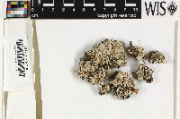 Trapeliopsis granulosa image
