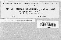 Cladonia polydactyla image