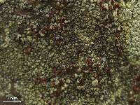 Erichansenia epithallina image