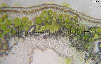 Phaeophyscia nigricans image