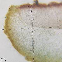 Enchylium tenax image