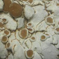 Squamarina lentigera image