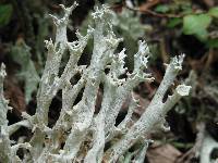 Image of Cladonia boryi