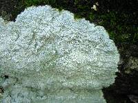 Varicellaria velata image