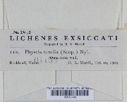 Physcia tenella image