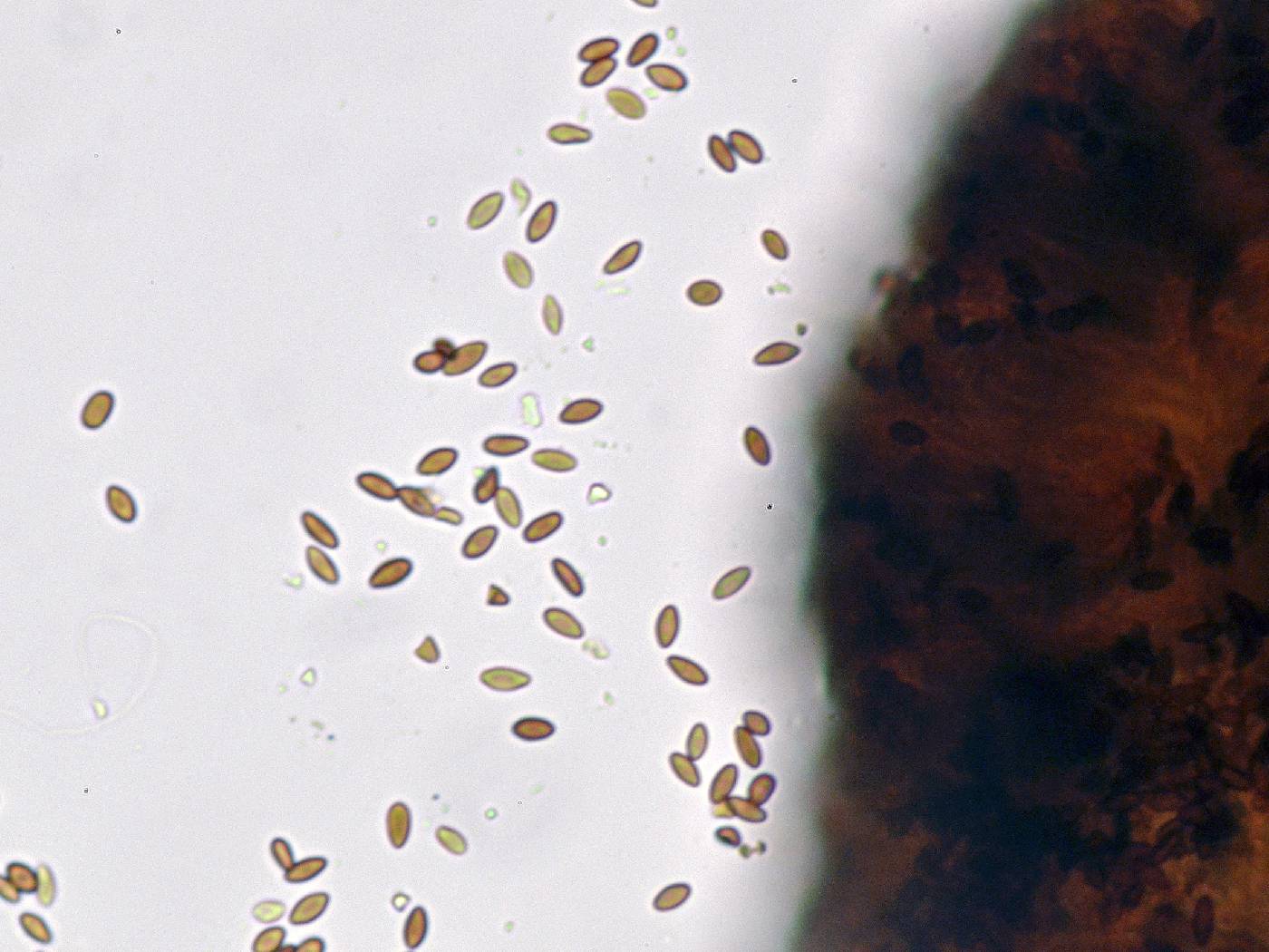 Mycocalicium victoriae image