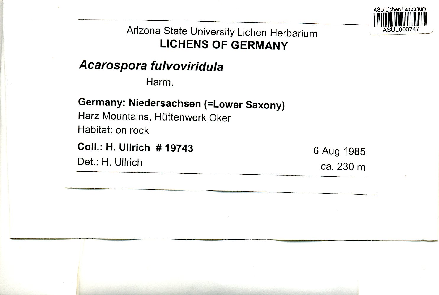 Acarospora fulvoviridula image