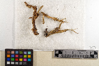 Cladonia macroceras image