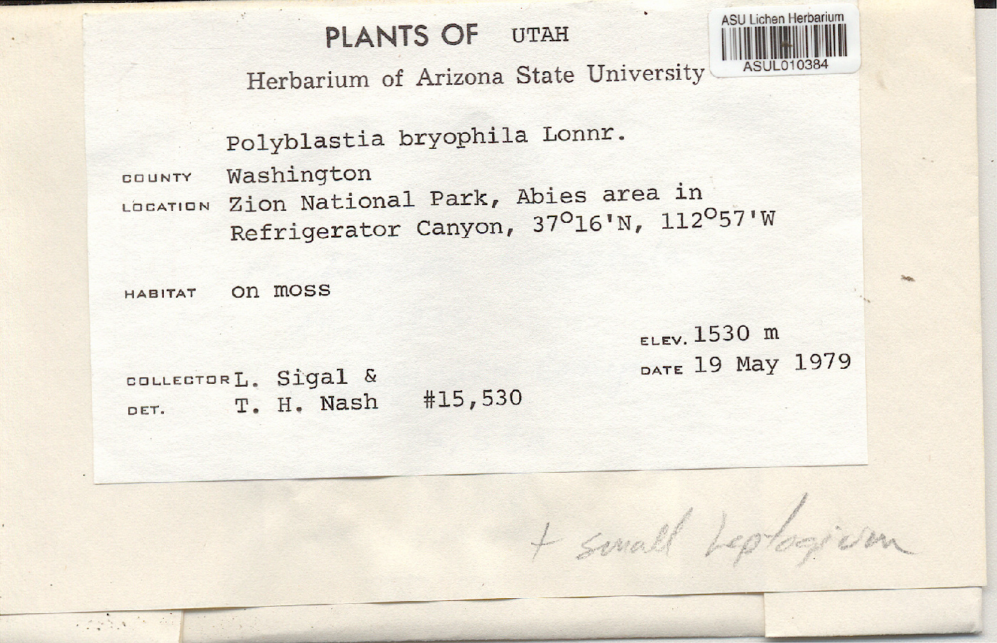 Polyblastia bryophila image