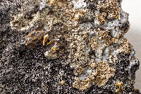 Lecanora brattiae image