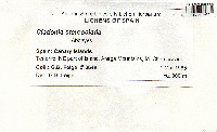 Cladonia stereoclada image