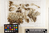 Cladonia polydactyla image