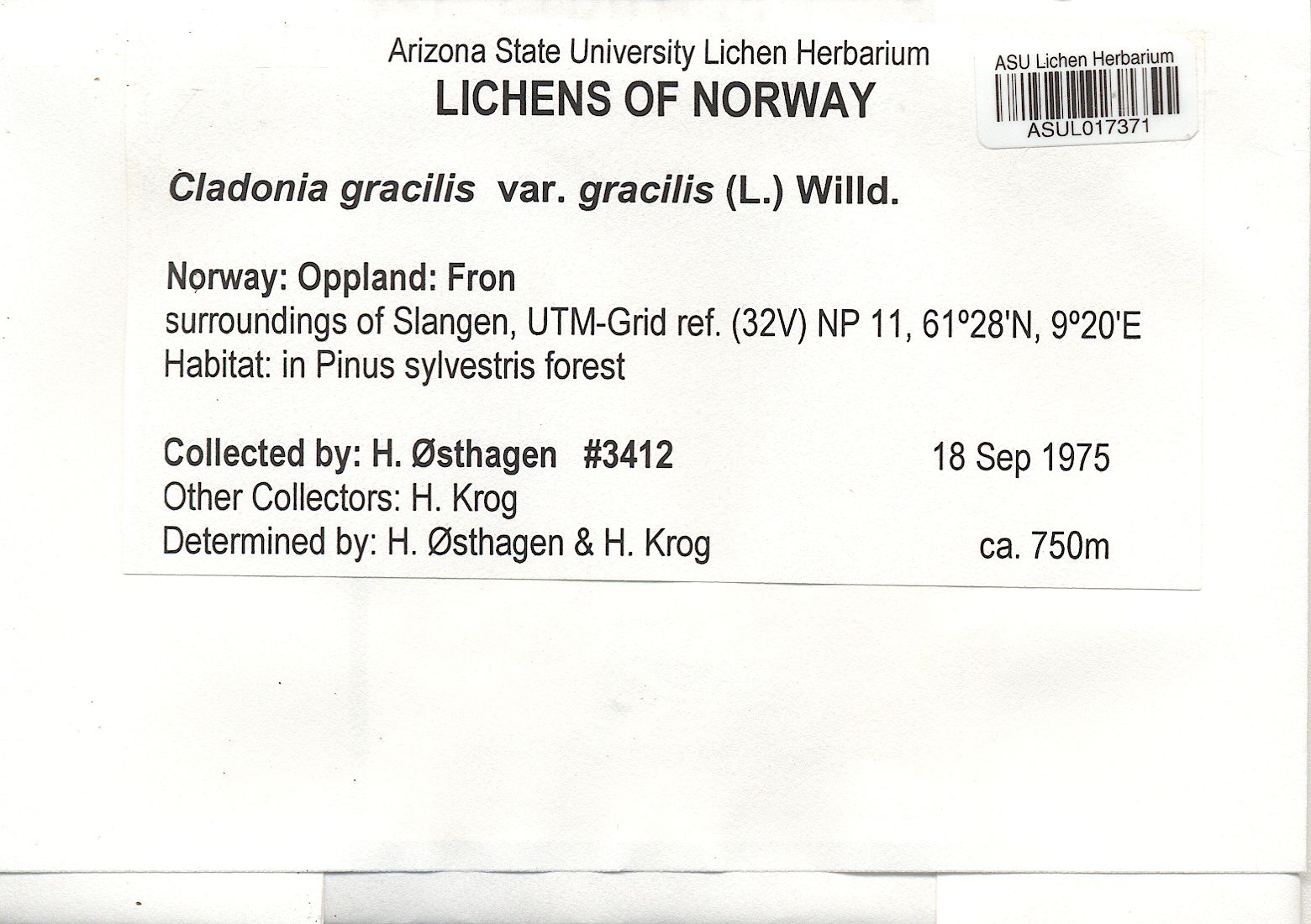 Cladonia gracilis var. gracilis image
