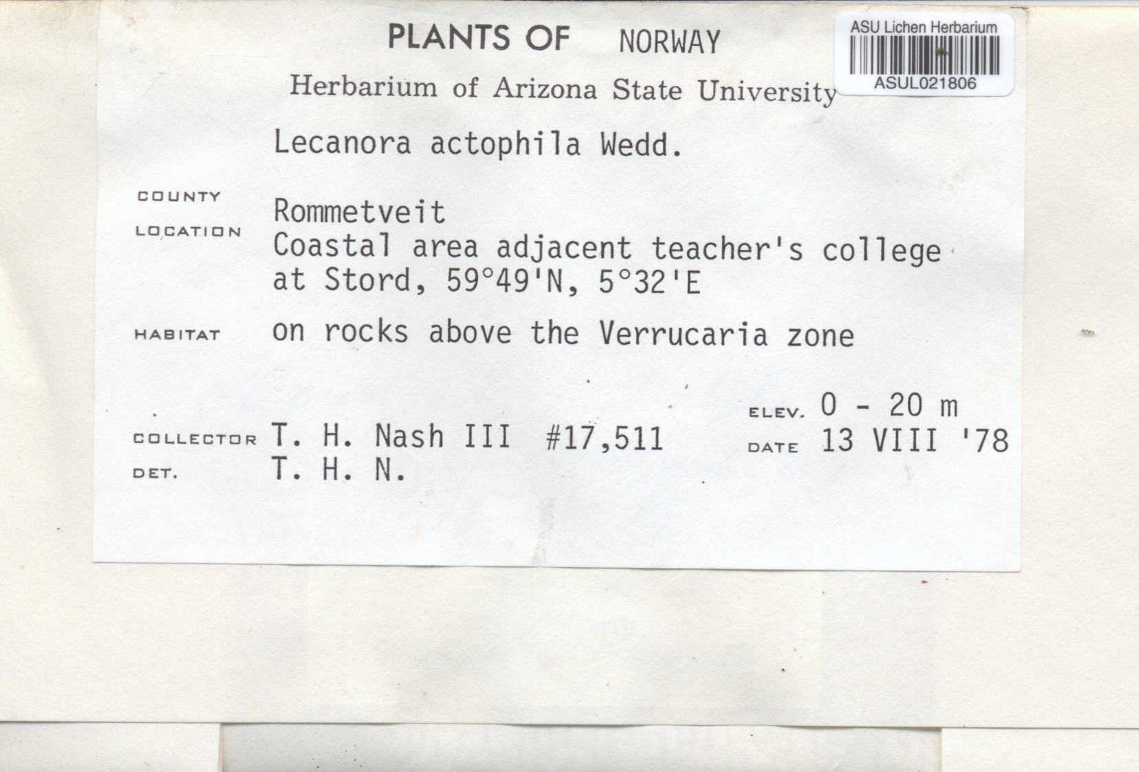 Lecanora actophila image