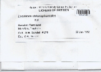 Lecanora chlorophaeodes image