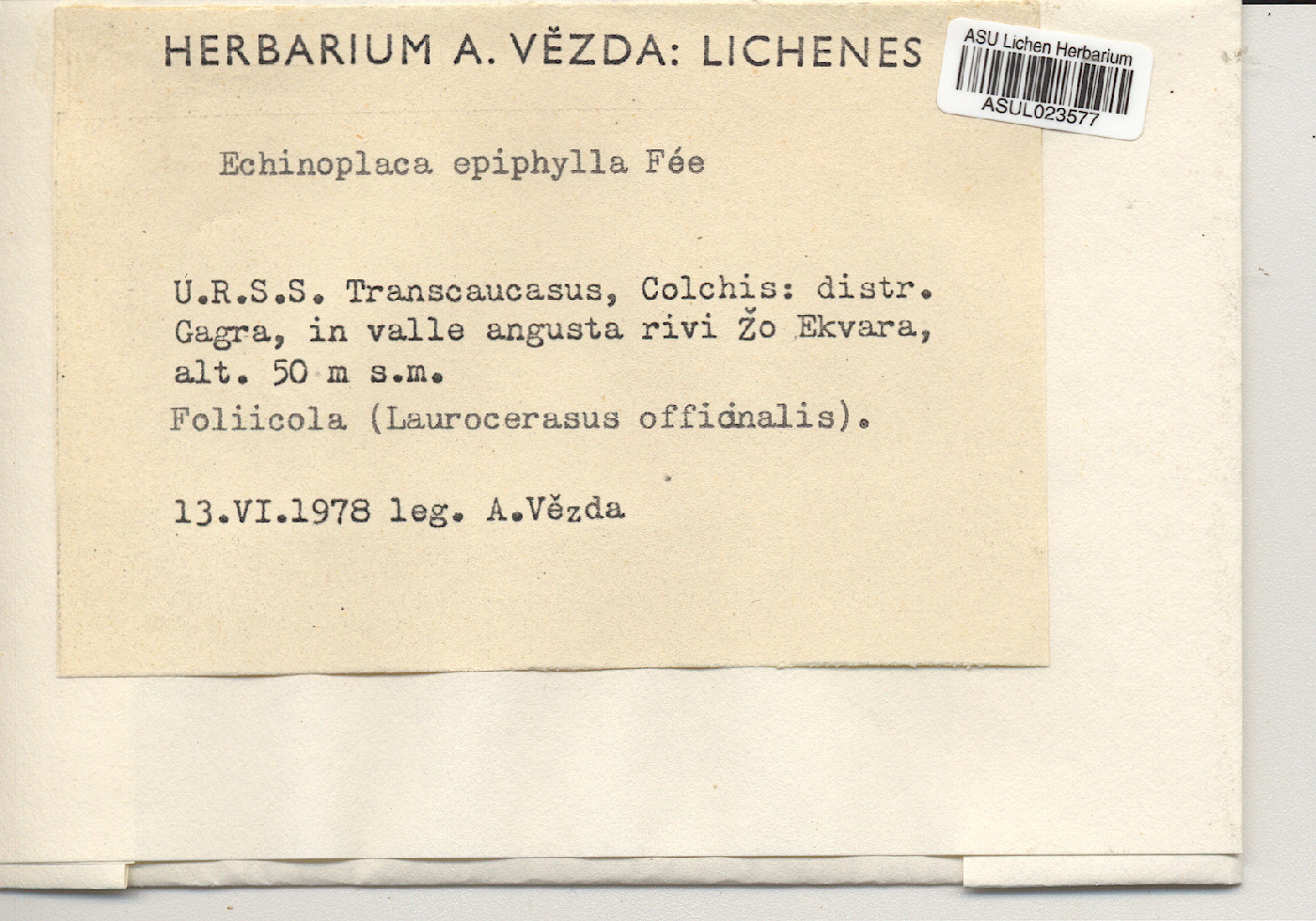Echinoplaca epiphylla image